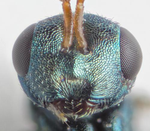 Pteromalus conopidarum